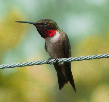 Ruby-throated Hummingbird male Arboretum 7_29_2011